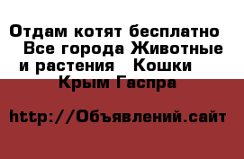 Отдам котят бесплатно  - Все города Животные и растения » Кошки   . Крым,Гаспра